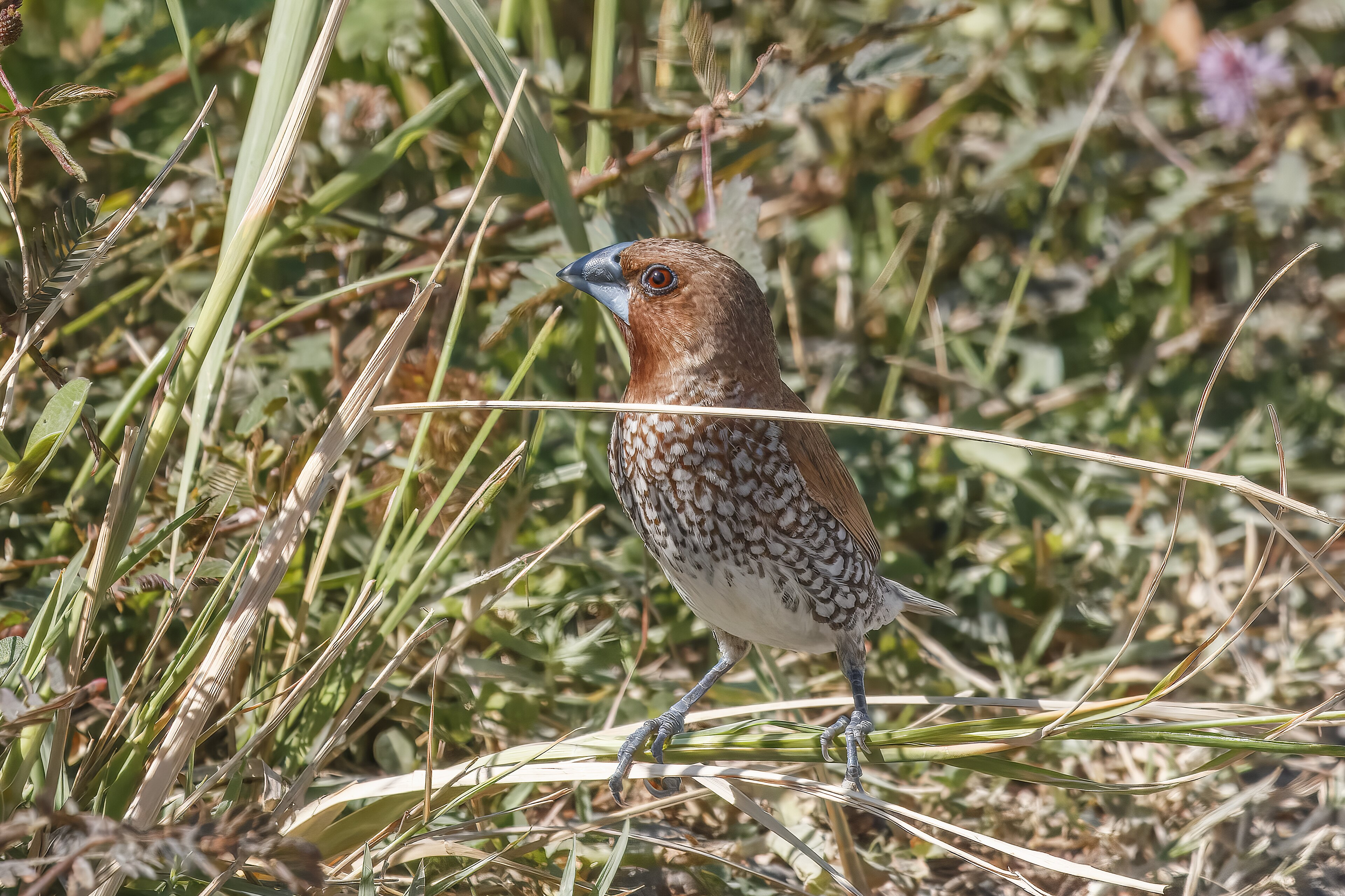 Scaly-breasted Munia